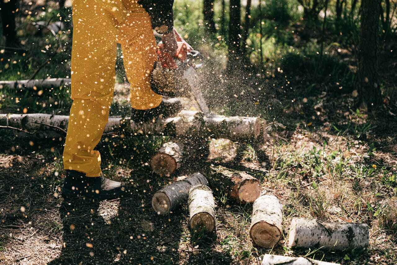 Laredo, TX Tree Service Company